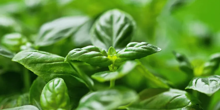 5 Things You Can Still Plant in July (Zone 9B | Sacramento)