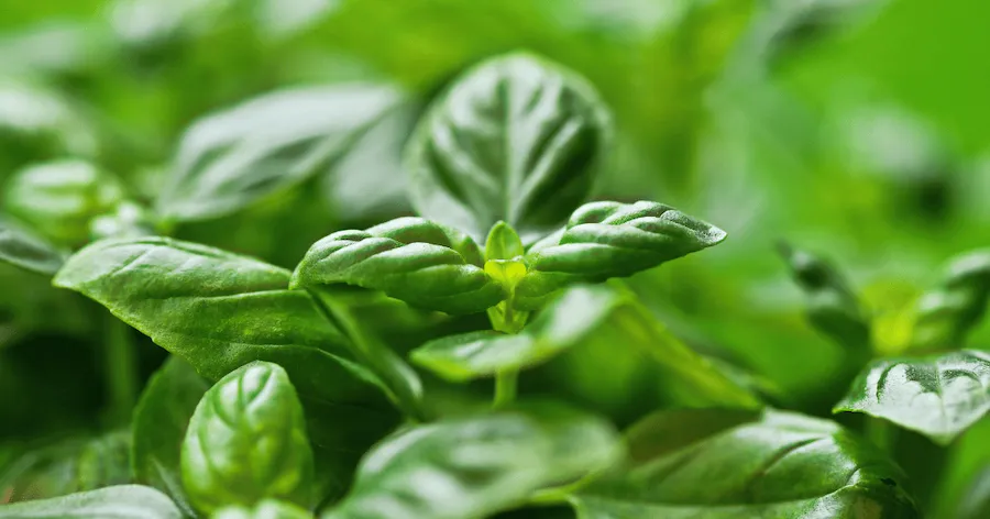 Basil plant with new sprouts.